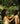 Woman running her fingers through another woman's long hair in a tropical garden