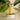 Growth & Strengthen Hair Oil containing babassu oil