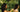 Woman running her fingers through another woman's long hair in a tropical garden
